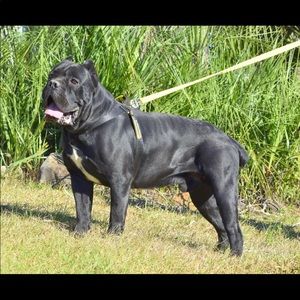 Meet your Posher, Robbie